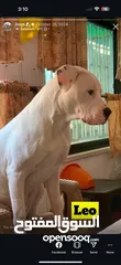  2 Dogo arganteno so danger and pretty at the same time  كلب دوجو ارجنتيتو للبيع لدواعي السفر