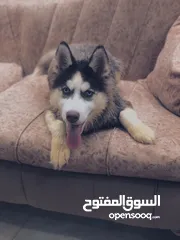  1 هاسكي اربع شهور للبيع