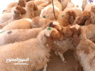  1 نفس الصور بالضبط أضاحي وعقيقه كبش صحراوي  اوزان من 19 ل30 لحم احجز ضحيتك ذبح أو دون ذبح السعر100ل150
