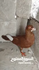  4 حمامي مسود احمر