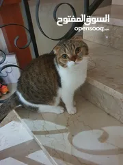  1 scottish fold for adoption