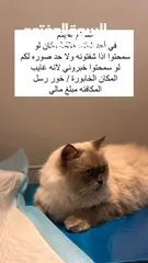  1 قط مفقود ، همالايا ، محلوق شعره وبادي يطلع له