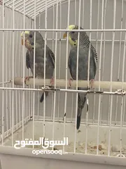  3 زوج طيور حب رصاصي لبخ