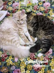  1 قطط 2 للبيع