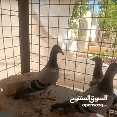  1 حمام زاجل فطام جديد دماء قوية  ثلاثة فراخ نخب  مطلوب 12دينار  اربع دينار الواحد