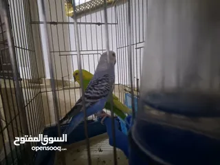  22 طائران من طيور الحب ( البادجي ) عرض جديد