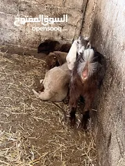  2 مجموعة من المعزات ( سخل ) ونعجات ( معشرات ) للبيع بسعر جيد