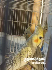  2 طيور كوكتيل كوكتيل