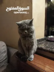  5 قط بريتش بلو شورت هير