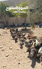  2 بسم الله ما شاء الله تبارك الله  متاح للبيع  جاج بلدي  حبش  وز  بط  فرعوني   الموقع الكرك ادر