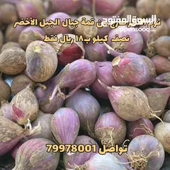  1 ثوم عماني طازج مال الجبل الأخضر من المزرعه مباشرتا