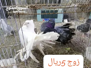  2 حمام للبيع