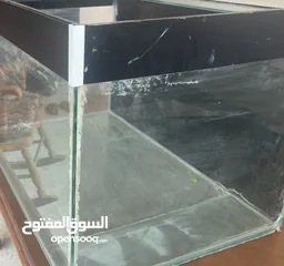  5 للبيع سلحفاة turtle