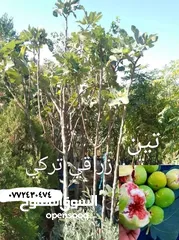  9 مشاتل السهل الاخضر الزراعيه تنسيق حدائق ومزارع