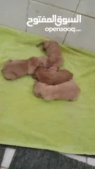  4 puppie's german and mallino's and golden high quality