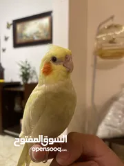  1 مطلوب ذكر كوكتيل شغال لاتيني السعر لا يتجاوز العشرين تمام