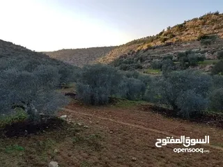  6 أرض تصنيف أ زيتون