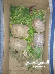  13 سلاحف  شغالة وصغيره وجميع الاحجام ويوجد توصيل حسب المنطقه