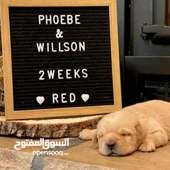  26 جولدن ريتريفر بريطاني آصلي  Golden retriever pure اعلى مستوى في الشرق الاوسط