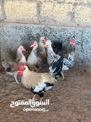  2 عربي قديم جمله