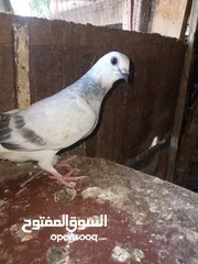  9 جوز بواز تحتيهن بيض مع فرخين فطم جديد