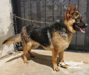  2 كلب جيرمن بيور عمره سنه وشهر للبيع