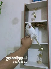  1 ببغاء كويكر الراهب البينو عين حمرا محجل فحل أليف وبطلع عالايد و متكلم 9 كلمات
