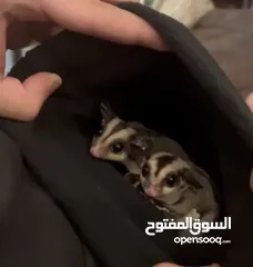  2 2 flying squirrels comes with a cage and toys