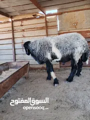  4 فحل صقري صلاة النبي  ثني