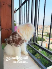  12 قط سكوتش فولد مميز منزلي اليف وسعره مناسب خالي من اي امراض او مشاكل صحية