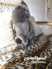  4 ذكر بريتش بلو للتزاوج