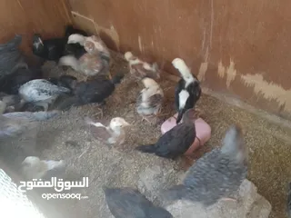  1 صيصانوعددتقريبا 20صوص وديوك عدد 4