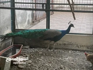  2 طاووس للبيع