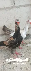  2 مخاليف سلافر