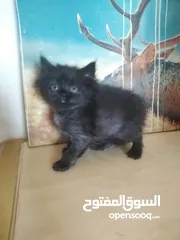  5 Britch/Scottch cat.. 2 months old