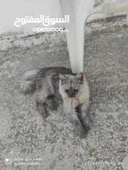  1 شيرازي ذكر عمر9شهور