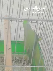  5 ببغاء دره هندي