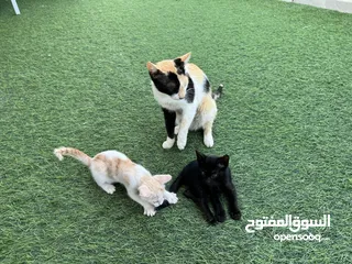  4 قطة للتبني cats for adoption