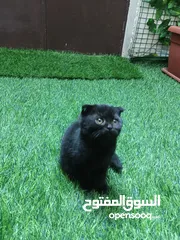  3 قطط سكوتش فولد للبيع