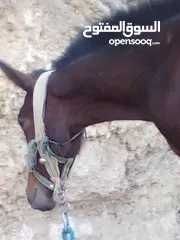  1 حصان للبيع