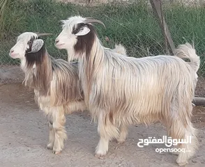  3 رموج من حلال الرحوب ووحدة تحتها جدي ماشاء الله حلال طيب ونظيف للتربية