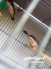  14 ثلاث جواز جانبو  جنه جوز تحتهم بيض