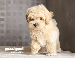  12 Maltipoo  جراء مالتيبو