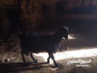  3 ثنايا شاميات  نخب كفاله حليب