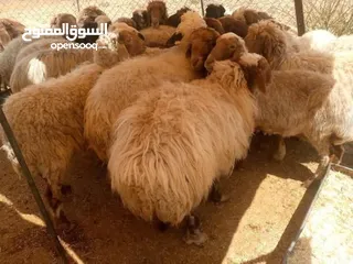  9 نبدأ بصلاة عل رسول الله - عرووووض  -عرووووض عروووض-  بمناسبة عيد الاضحى المبارك
