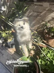  16 كلب مالتيز (فرنش تيرير) للبيع او البدل عمره 9 شهور