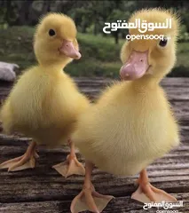  1 مطلوب صيصان بط فراخ للشراء
