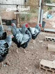  2 جاج ويندوت سيلفر