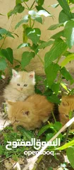  6 قطط شيرازي من المعدوم (3 قطط )عمر شهرين