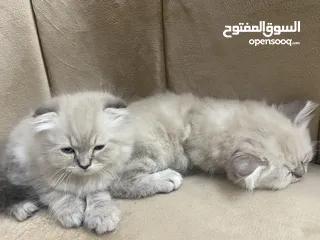  11 قطط راقية للبيع قابل للتفاوض – صحة، نظافة، ومرح  كتن  قطط سكوتش فولد مكي همالايا  العمر شهر ونص